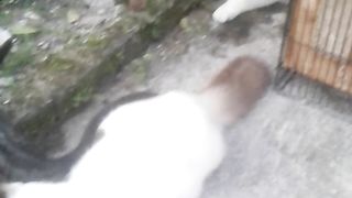 Kucing dan musang