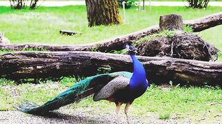 Peacock song or call.Beautiful Peacock opening & closing feathers. Peacock dance