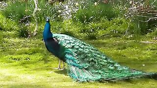 peacock song or call.beautiful peacock opening & closing feathers. peacock dance