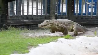Largest river inhabitant