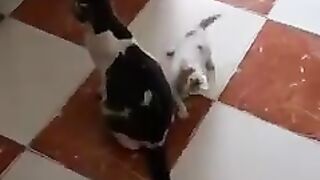 Superb Cat