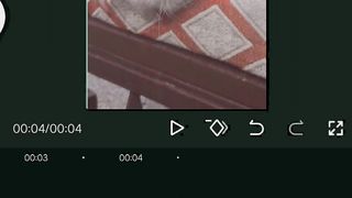 Cute cat comedy