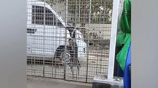 Dogs are FULL of life lessons! Funny Dog Videos