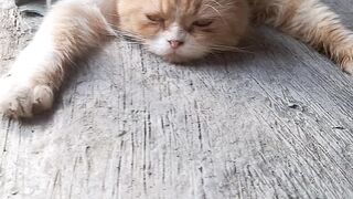Cat Lazy