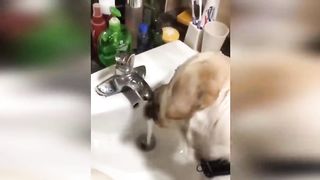 New Funny Videos 2023 ???? Cutest Cats and Dogs ???????? Part 11