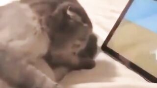 Cute Cat. ???? Try not to laugh! #shorts #shortsfeed #cat #dance #funny #funnyshorts #pets.