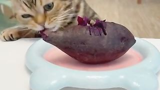 Cats also eat fruit