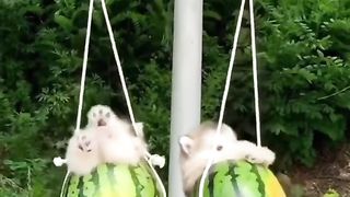 Funny Dog 6