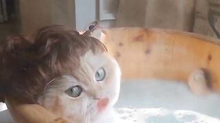 Funny cat 44