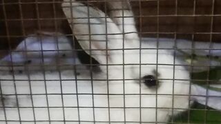Kelinci sedang istirahat