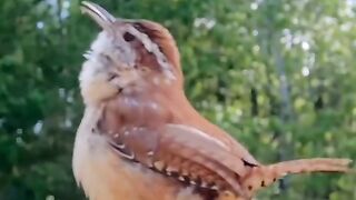 Birds singing 2
