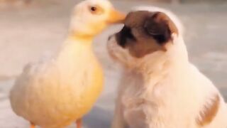 Dog and duck friendship