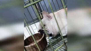 New Funny Videos 2023 ???? Cutest Cats and Dogs ???????? Part 12