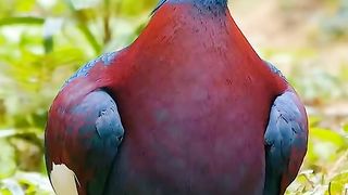 Birds lover||beautiful bird