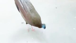 Peacock#dancing bird#birdslover