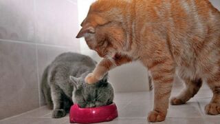 Funniest Funny cat video