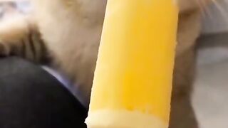 funny cat videos 3