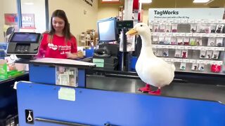 how is this posible?? I took my duck to Petsmart