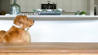 Dog Reviews Food With Son- what is reacton ?? thats like my dog