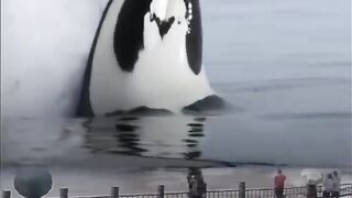 melihat paus orca terbesar di dunia meloncat. Upload video