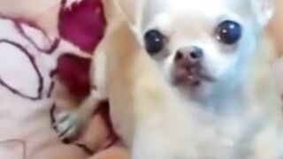 a smart chihuahua can imitate its master's voice
