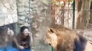 Real Lion on The Hunting Just Go away