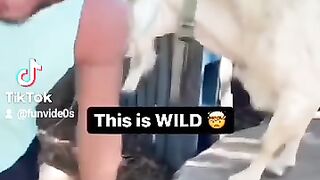 Wee videos 2