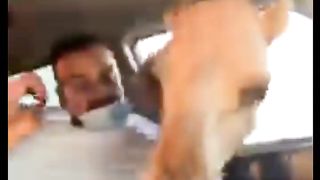 Funny Camel in the Car