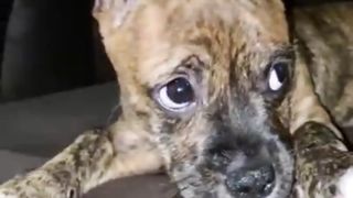 Cute Puppies DOGS of TikTok Compilation ????????