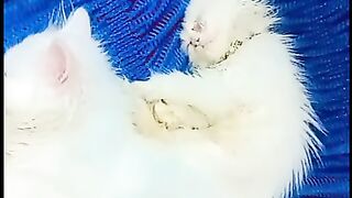 Kitten cat lovers