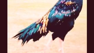 Aseel desi Rooster | Aseel Murghe | Desi Breed