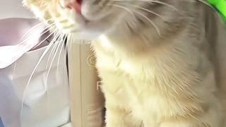 Kucing lucu 3