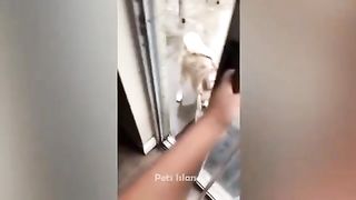 Animals Getting Scared Over Nothing ???? [Funny Pets] | Pets Island 2