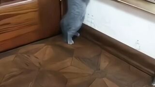 Tingkah kucing lucu