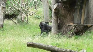 5 Epic Gorilla Battles Caught On Camera | Wild World | gorilla vs gorilla