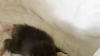 Cute Cats 4