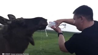 Animals That Asked People for Help & Kindness | Best Moments Of 2022