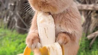 Baby rabbit ???? eating banana ????