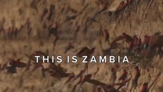 Wild Africa