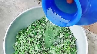 Drumstick Leaves Recipe
