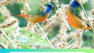 Guoldian finch austalian