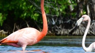 Flamingo 3