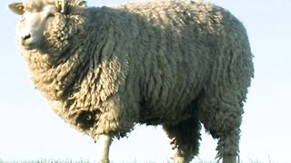 Sheep 2