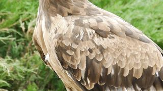 Tho eagle monster