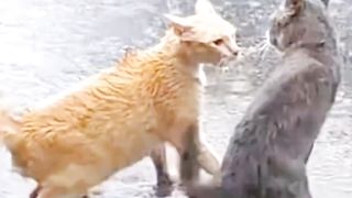 Funny video cats