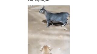 Hahaha kelaka hewan aj punya perasaan masa awak tk ngerti