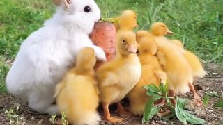 Rabbit Cute 2