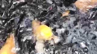 Ikan dalam kolam 2