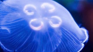 most poisonous animal
