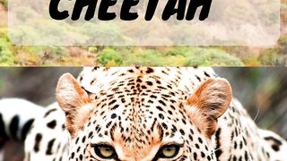 Cheetah fact